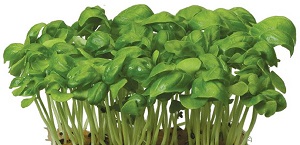 Basil Cress - Italian Basil Microgreens